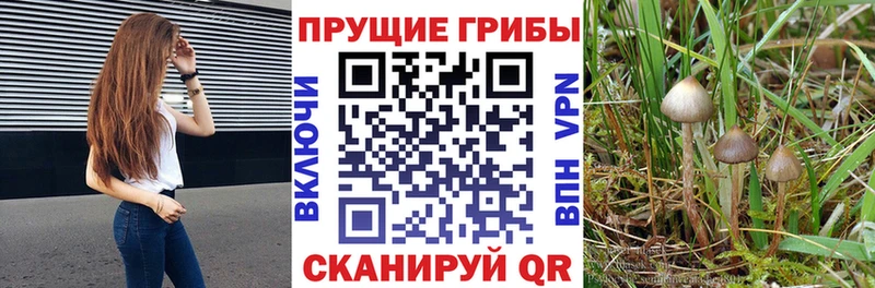 Псилоцибиновые грибы Cubensis  Ирбит 